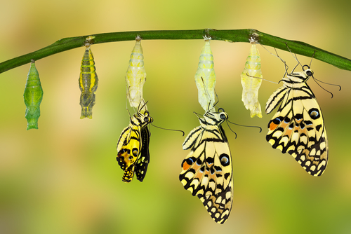 6 Steps to Transform Your Life